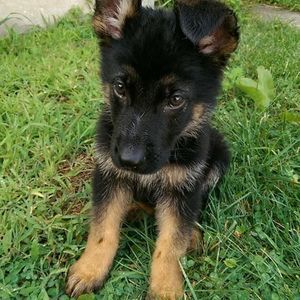 Meet your Posher, Harry